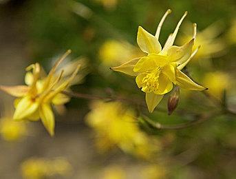 《SD高达 激斗同盟》新实机演示 大型MA联机战斗